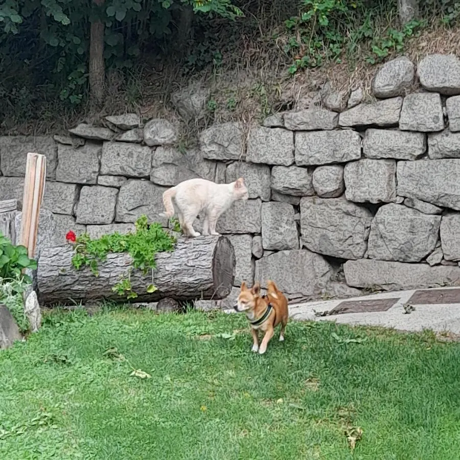 Soggiorno Vacanze Stella Alpina Temù 0*,  Olaszország