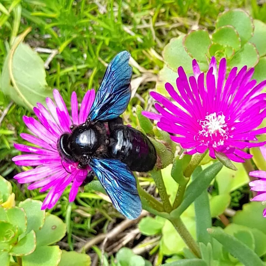 Soggiorno Vacanze Stella Alpina Temù